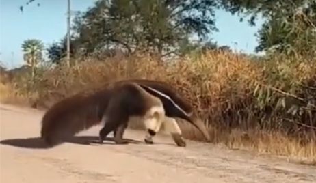 Oso melero filmado en un camino rural de Margarita.