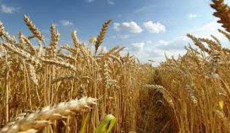 Estado actual del Balance Regional de trigo y primeras perspectivas para el cereal 2020/21
