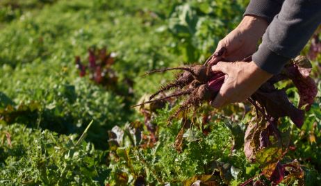 EL PROGRAMA HUERTA FAMILIAR SANTAFESINA ALCANZÓ A 200 MIL PERSONAS Y PERMITIÓ PRODUCIR MÁS DE 2500 TONELADAS DE ALIMENTOS SALUDABLES