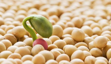 Lanzan un bioinsumo para tratar la semilla de soja, de origen rosarino y con miras a exportarse