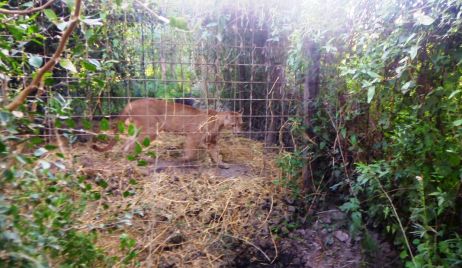 Corondina: se encontraron 89 animales autóctonos en jaulas.