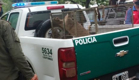 Los Pumas imputaron a más de 800 personas por diferentes delitos rurales