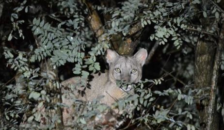 Esperanza: encontraron un Puma en el Vivero Municipal