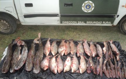 Secuestro de 200 kg. de sábalos y bogas