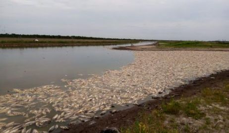 GRAN CANTIDAD DE PECES  APARECIERON MUERTOS EN DISTINTAS ZONAS DEL ARROYO CALCHAQUÍ.