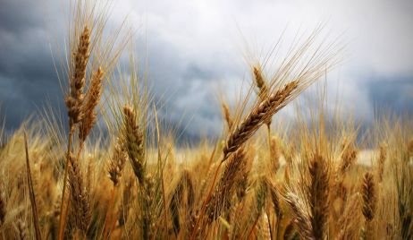 El precio del trigo rompe un nuevo récord