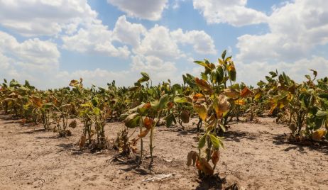 LA NACIÓN HOMOLOGÓ LA EMERGENCIA AGROPECUARIA PARA SANTA FE