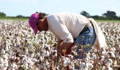 Santa Fe: el área sembrada con algodón creció un 10%
