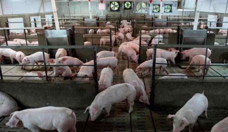 La importación de cerdo es récord y golpea a Santa Fe