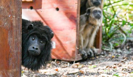 Se liberaron 5 monos carayá en el norte provincial