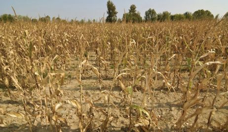 ¿Cómo afecta la sequía al campo santafesino?