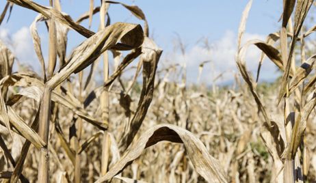 La sequía golpea fuertemente a la siembra de trigo en Santa Fe