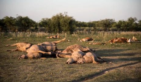 Por la sequía las vacas se mueren de sed en el norte provincial