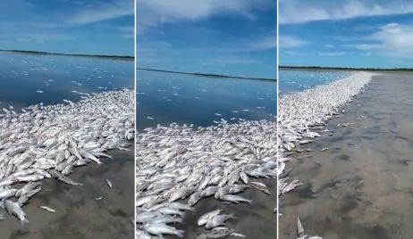 Mortandad de peces: especialistas afirman que todos los espejos de agua de Santa Fe 