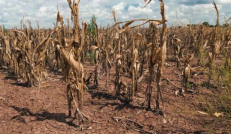 Los rindes de girasol y maíz temprano confirmaron la incidencia de la sequía en Santa Fe