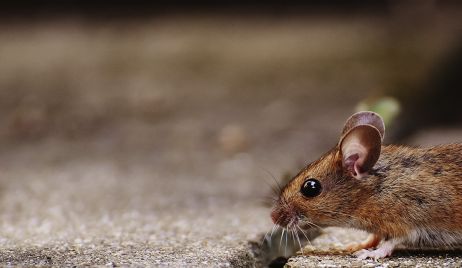 Falleció un menor por hantavirus en el norte de la provincia