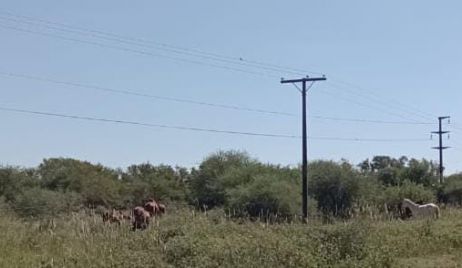 Animales sueltos y peligro sobre las Rutas