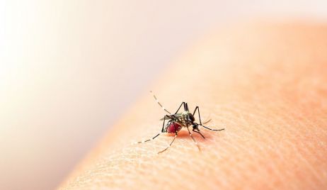 DENGUE: 15.747 CASOS Y SEIS FALLECIDOS EN LA PROVINCIA.