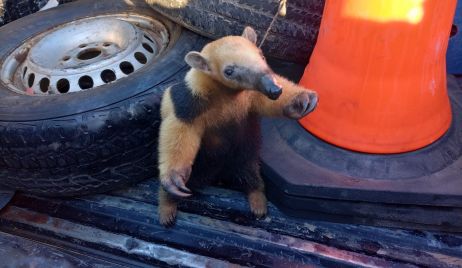 Rescate y liberación de un “Oso Melero o Caguaré” por parte de la “Guardia Rural Los Pumas”