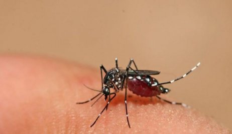 Dengue: Salud provincial actualiza la situación epidemiológica