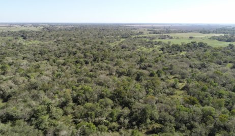 Avanza en la creación del Comité de Cuenca Forestal