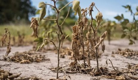 Declaran emergencia agropecuaria en cuatro departamentos de Santa Fe por grave sequía