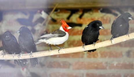 Más de 300 aves liberadas en Villa Ocampo