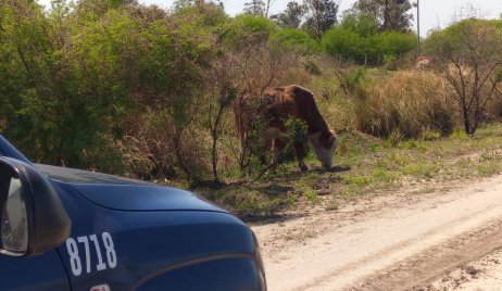 La Dirección General de Seguridad Rural “Los Pumas”, labró Acta por omisión de custodia animal