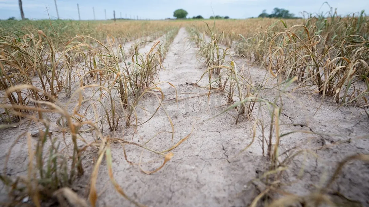 Se declaró la emergencia por desastre agropecuario en cuatro departamentos del norte