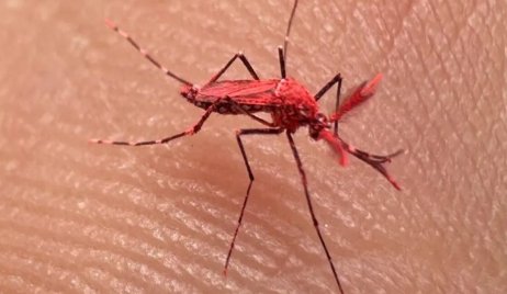 Crean mosquitos rojos en Mendoza, ¿se puede producir en Santa Fe?