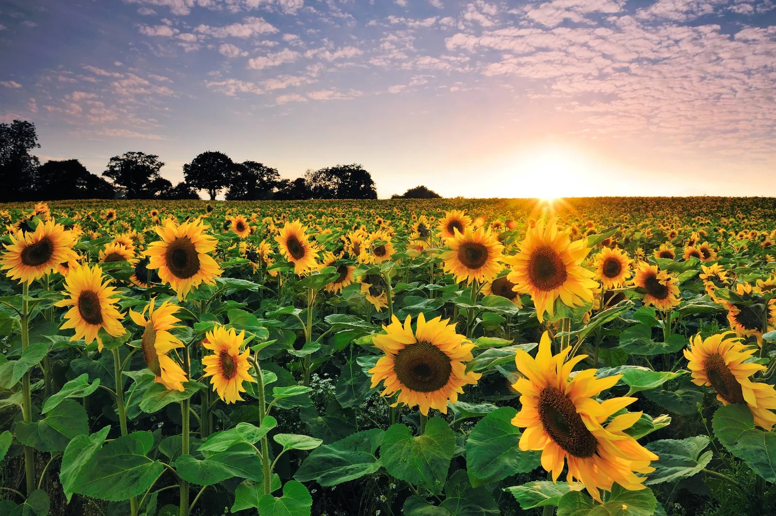Avanza a buen ritmo la cosecha de girasol