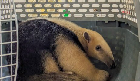 Tres animales silvestres rescatados y que estaban en cautiverio se recuperan en “La Esmeralda”