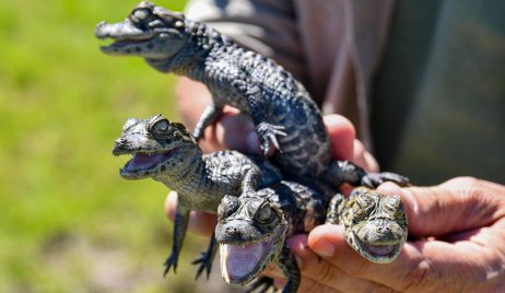 Liberaron más de 350 animales silvestres en 2025