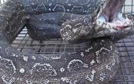 CAPTURAN REPTIL LAMPALAGUA DE MAS DE 2 METROS