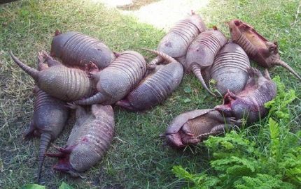 100 kgs. de carne bovina y 20 kgs. de pollo en mal estado