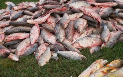SECUESTRO DE 500 KGS DE CARNE EN MAL ESTADO