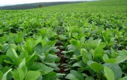 Ya se levantó el 50% de la soja de primera y el 75% del sorgo