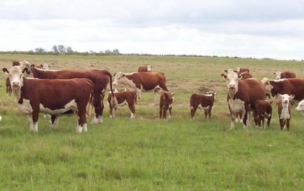 FALTANTE DE ANIMALES QUE SE COMPROBO QUE NO EXISTIA