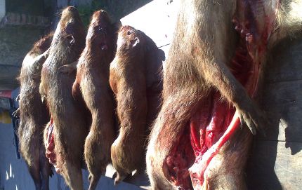 Secuestro de siete carpinchos y una escopeta