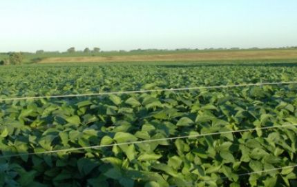 Ya se cosecharon 47 millones de toneladas de soja 