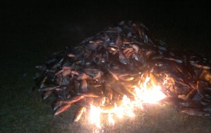 TRES DETENIDOS Y TRES MIL KILOS DE PESCADO DECOMISADO.-