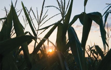 Se desploma el precio de la soja y hay preocupación de productores