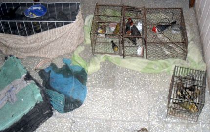 Nuevamente dos arrestados por tráfico ilegal de aves