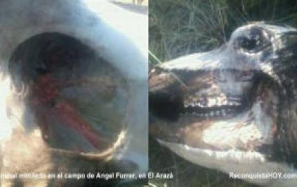 MÁS ANIMALES MUTILADOS