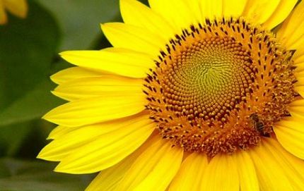 Se detuvo la siembra del girasol