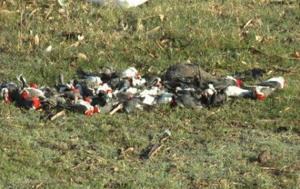 LAS TOSCAS: PREOCUPA EXTRAÑA MORTANDAD DE AVES EN UN CAMPO	