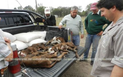 Insólito: vaca dio a luz a cuatro terneros en Tres Isletas