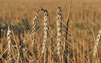 El trigo ya sufre el efecto por la falta de lluvias en la región