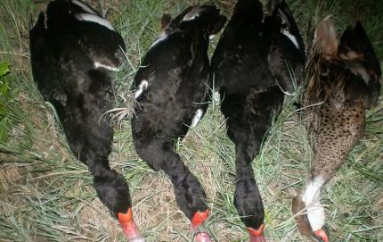 DECOMISO DE 32 PATOS SILVESTRES