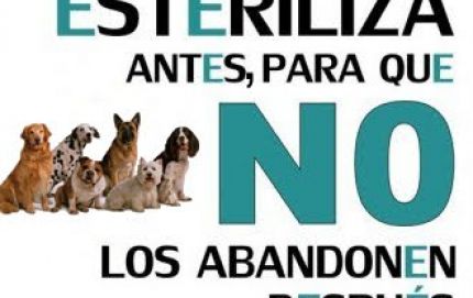CASTRACION Y VACUNACION ANTIRRABICA EN EL BARRIO TRIANGULO